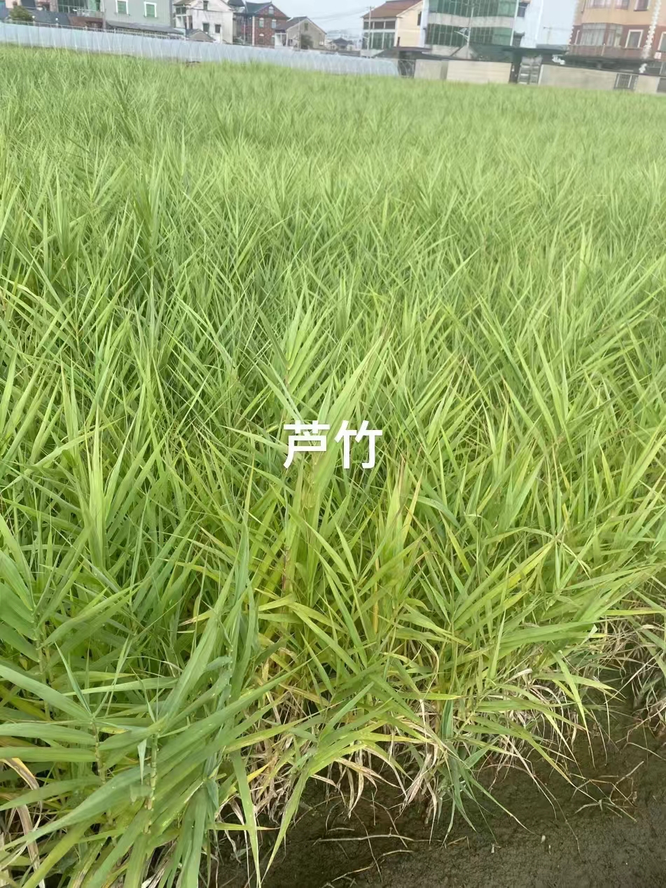 微信图片_20251229201342_497_474.jpg