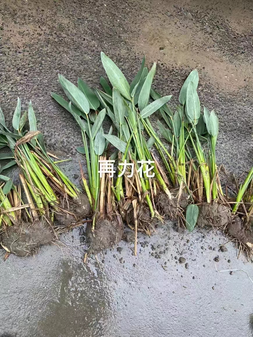 微信图片_20251229201341_496_474.jpg