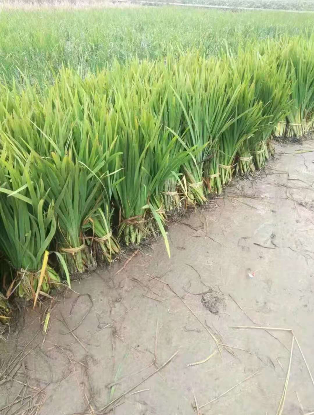 �������Ӳ���ֲ��ά��ȫ���ԣ�רҵʩ�������峺ˮ��̬