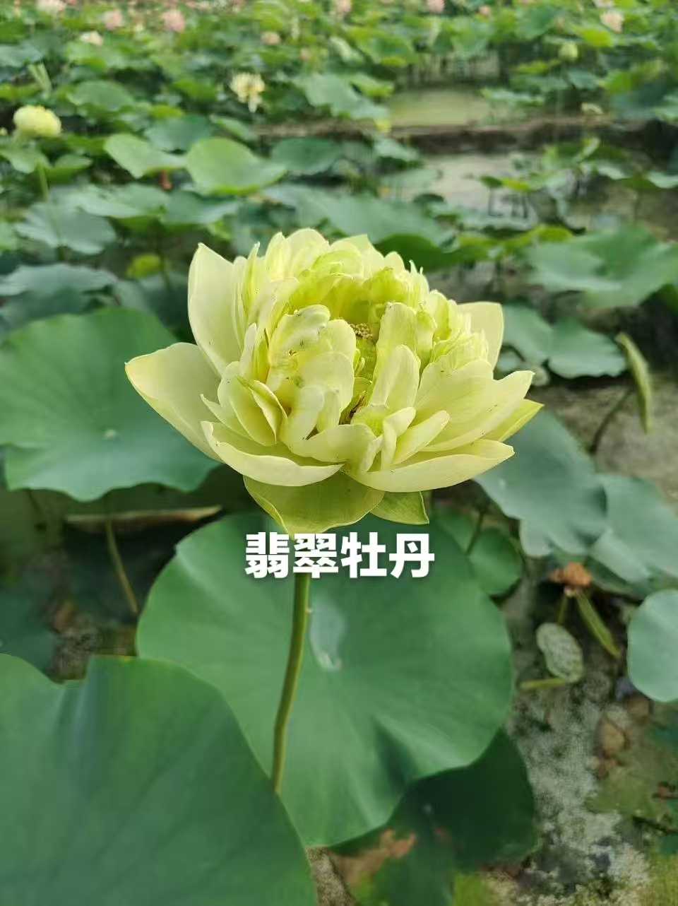2026甄选可靠的水生鸢尾种苗实力厂家：从源头把控品质，助力生态水景长效落地