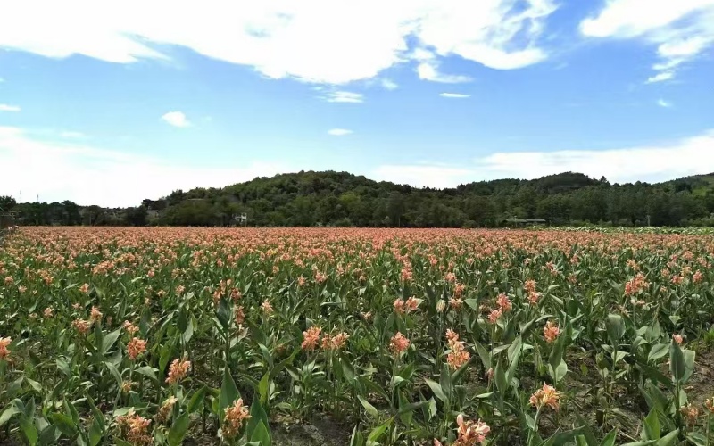鸢尾