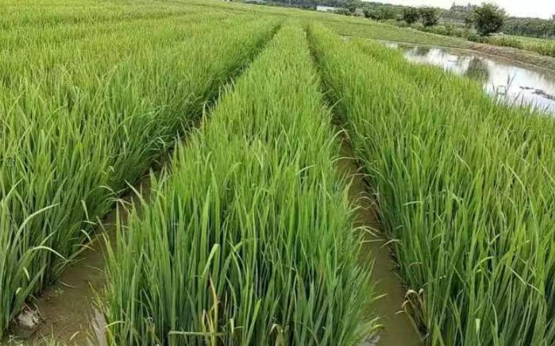 河北水生鸢尾种植基地选择指南:从品种到工程的实战解析-中机在线