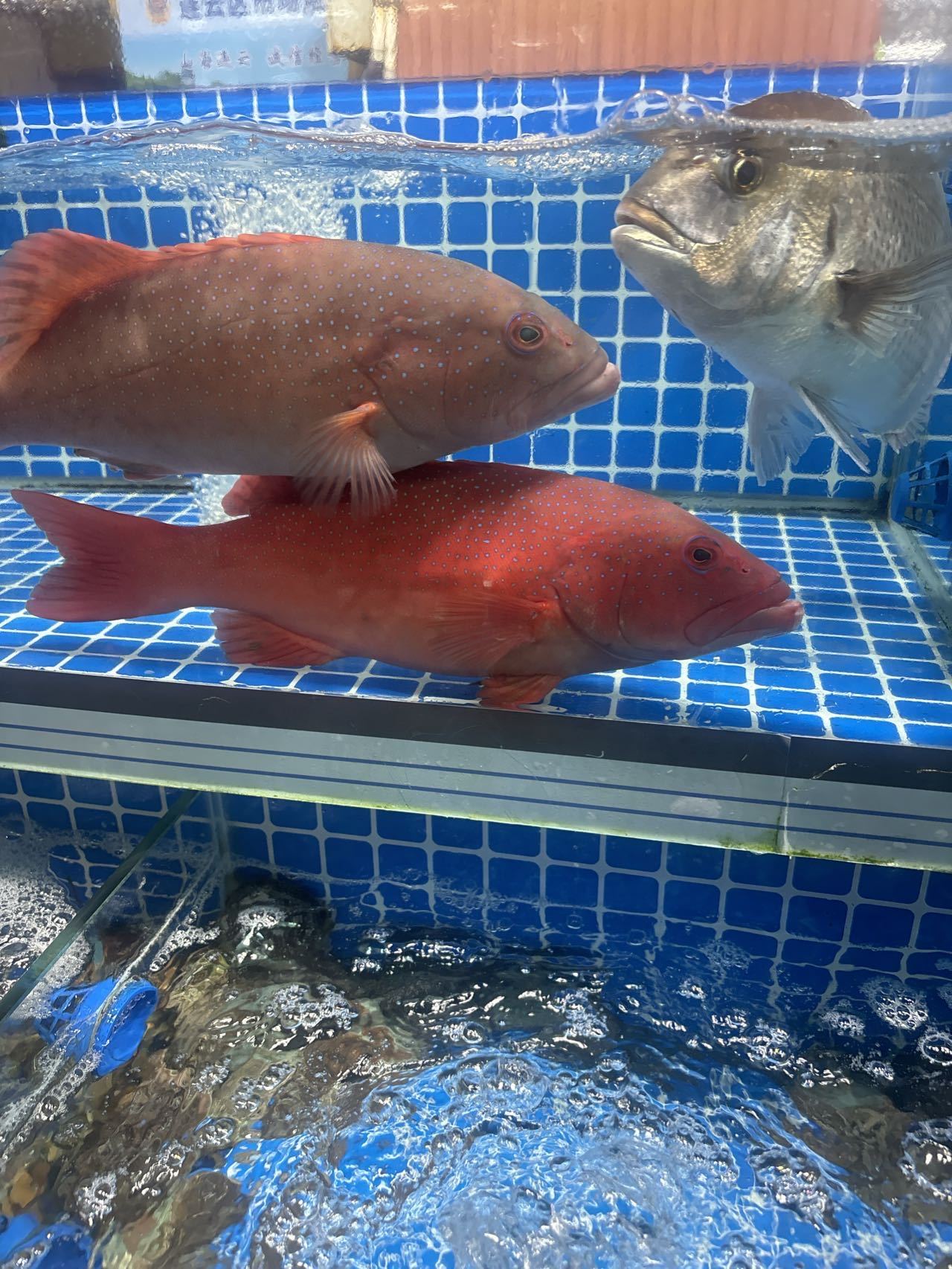 连云区海肠捞饭饭店推荐：业兴海鲜酒楼，22年老店的鲜活之道