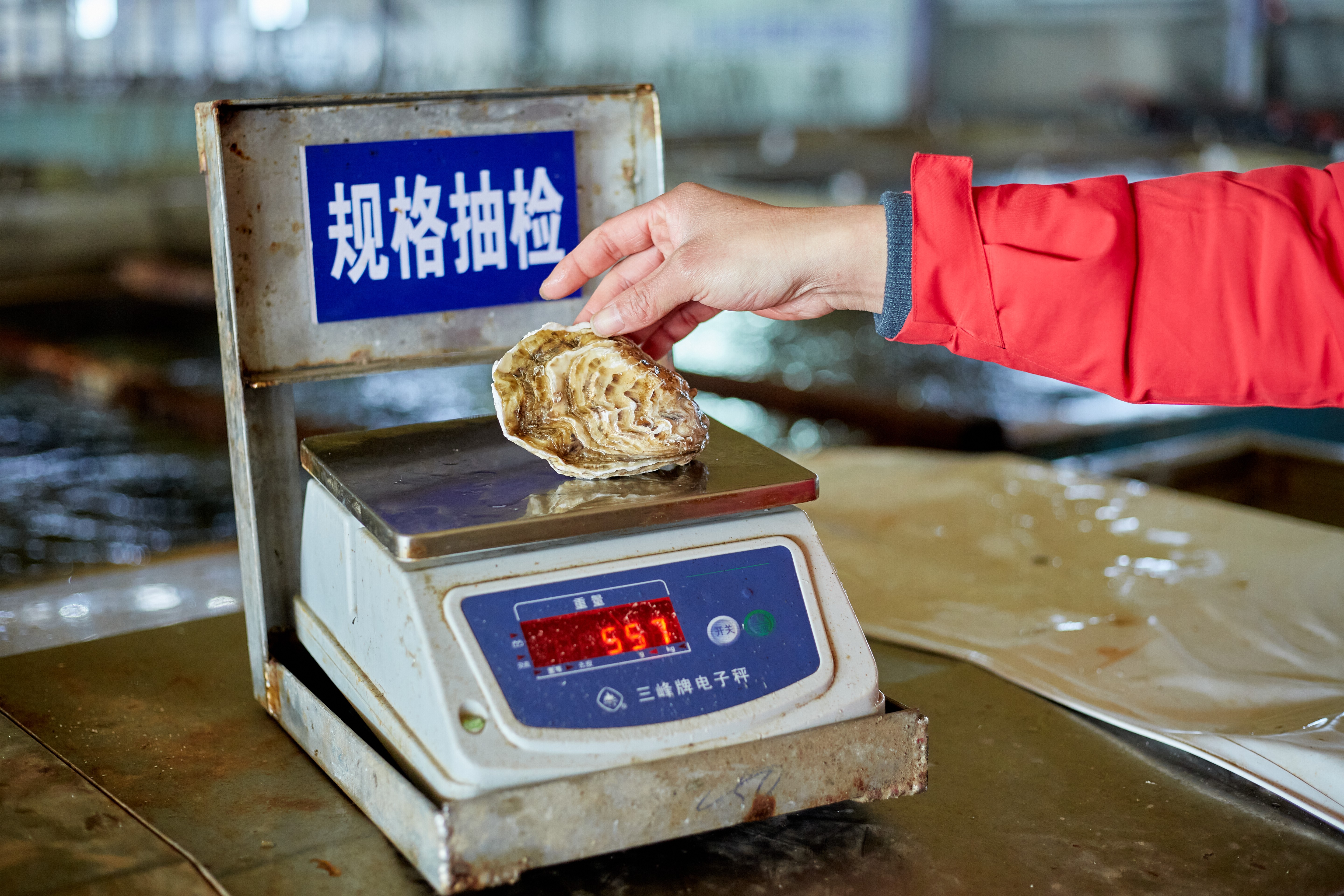 2026年精选：乳山生蚝刺身高标准加工厂如何甄别