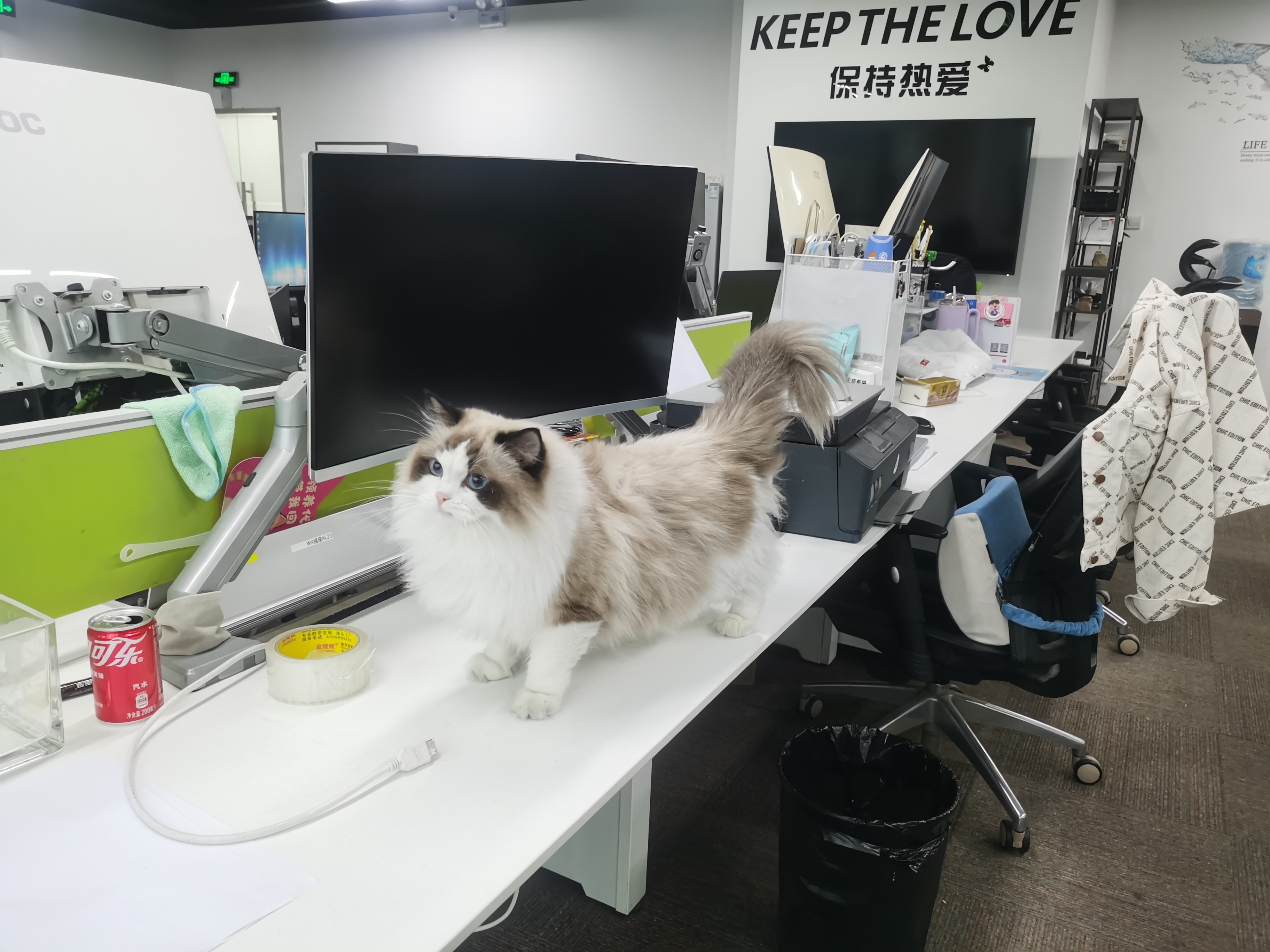 佛山站喂猫 - app