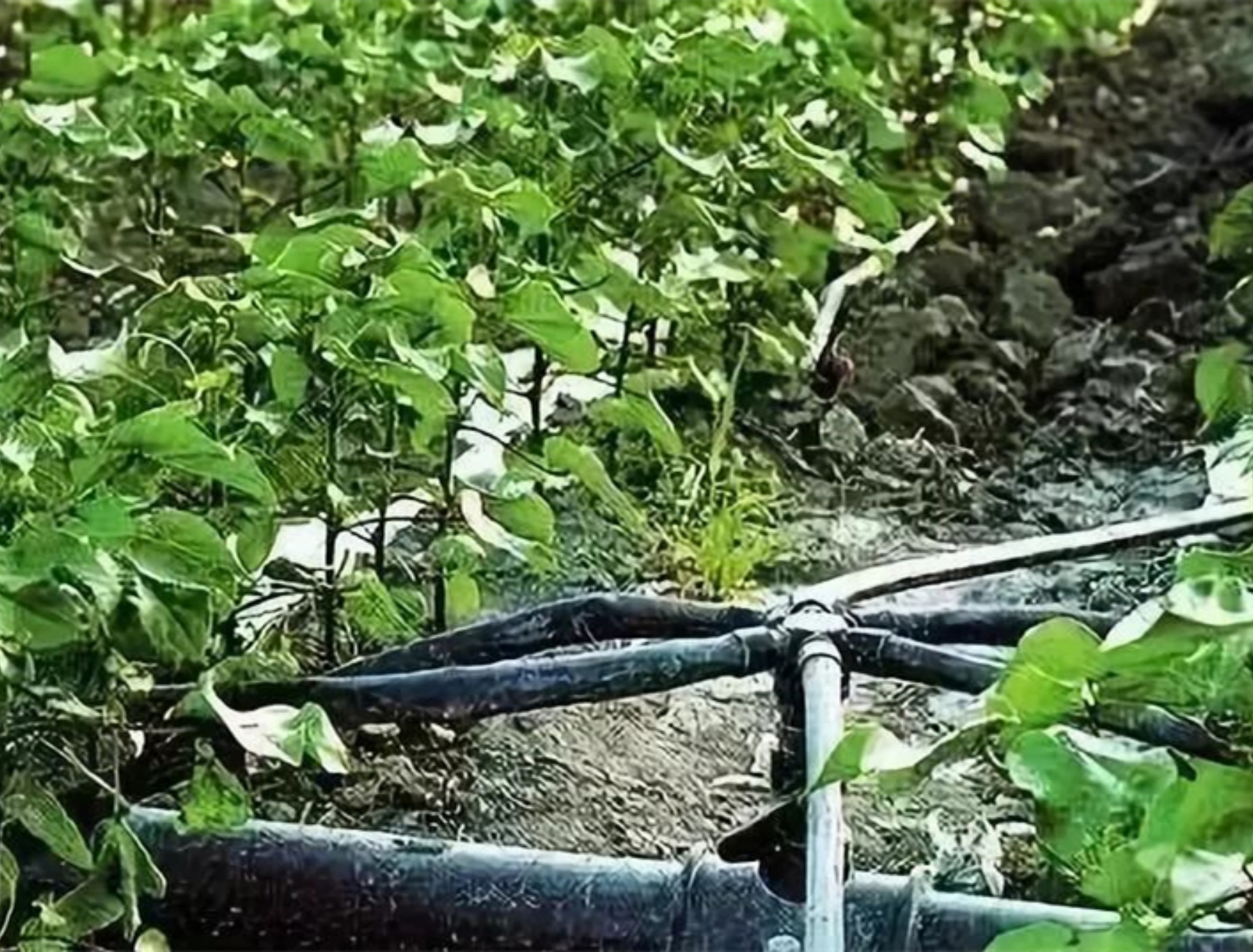 ͨ����Ƭʽ�ι������������ôѡ����Ƚ����̼ѽ�ˮ�豸�ĺ��ľ�����