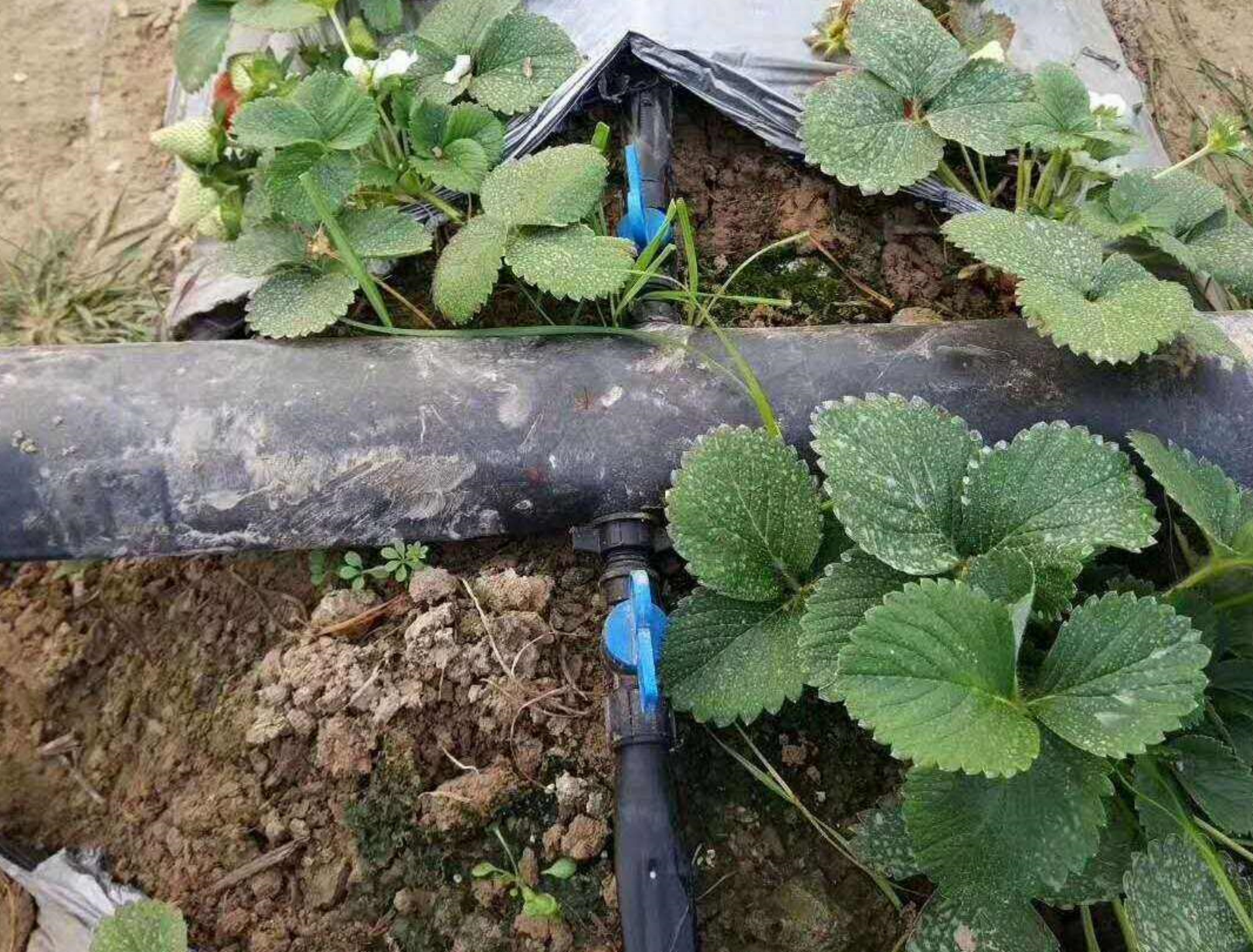 滴灌带应用 (13).jpg
