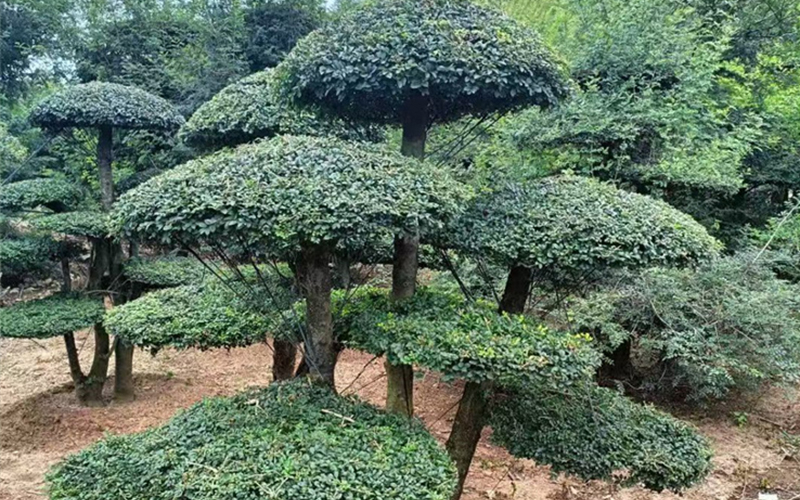 对接白蜡 (11).jpg