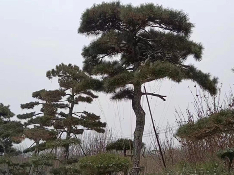 2026年近期造型对节白蜡苗木公司选哪家——从产业格局到选型落地的深度解析