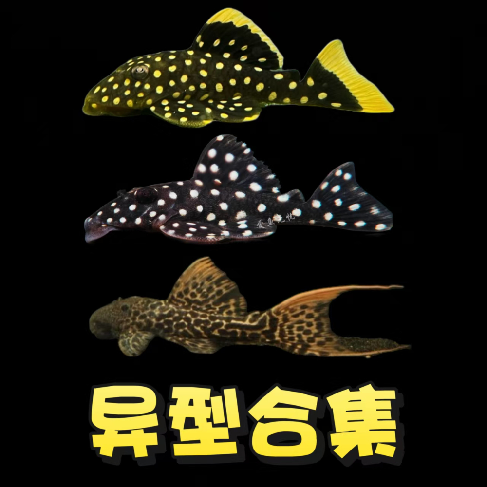 cd5994bb-2b12-4903-b8b2-fdc77789c240.jpg