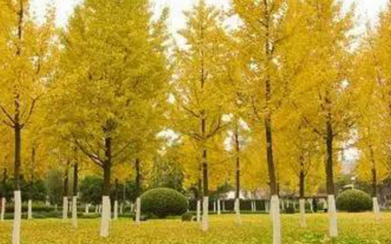 2026年造型油松采购指南：如何甄选有实力的苗木公司