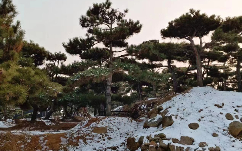 2026甄选行道国槐苗木实力基地怎么选：从苗圃基因到落地服务的全维度拆解