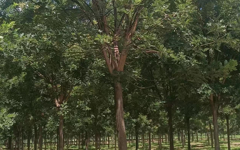 微信图片_202307281346131.jpg