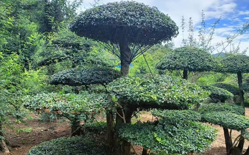 对接白蜡 (8).jpg