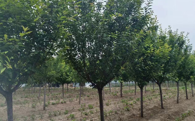 2026优选截干白蜡供应商选择指南：绿之源苗木种植苗圃深度解析