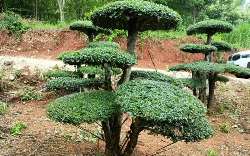 对接白蜡 (7).jpg