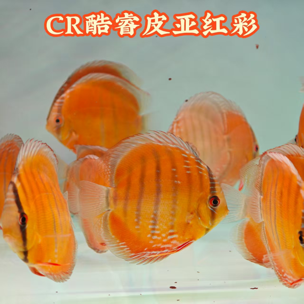 56c140df-30ef-435d-ac9d-78a38134b482.jpg