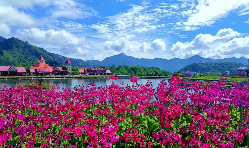 成都—杜鹃花海.jpg