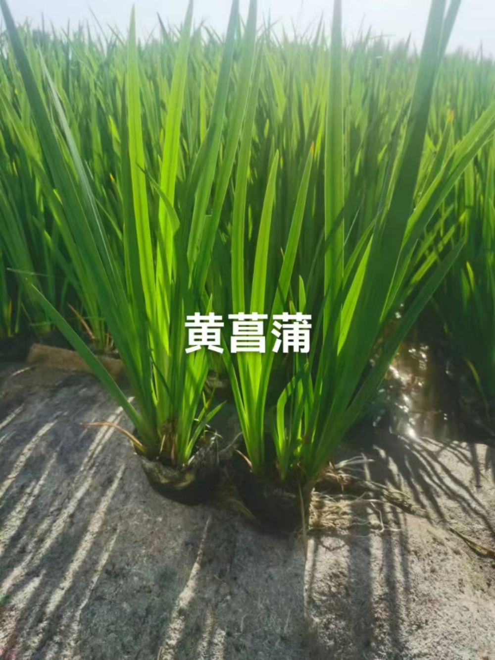 20e80741-200b-494c-8d58-3472c58a651a.jpg
