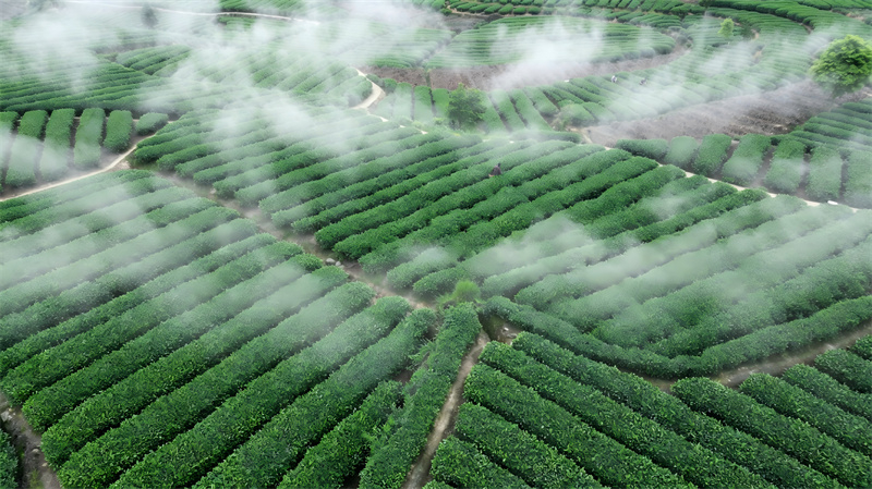 2026优选有名的抹茶品牌推荐：解锁高品质抹茶的选型密码