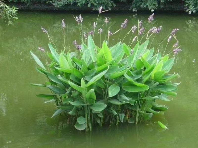 再力花.jpg
