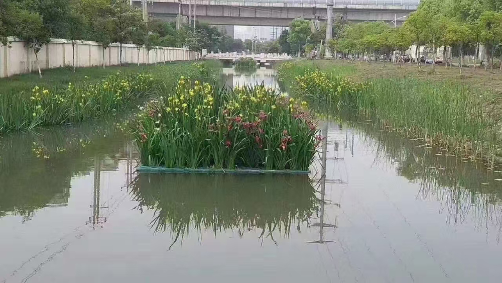 ʪ��ˮ��ֲ��ѡ��ָ�ϡ�����Ǩ�ͺ�Ʒ�ּ۸���רҵ��Ӧ����