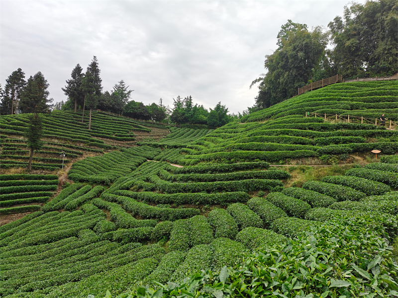 2026年口碑好的抹茶粉生产厂商怎么联系？这份选择指南请收好