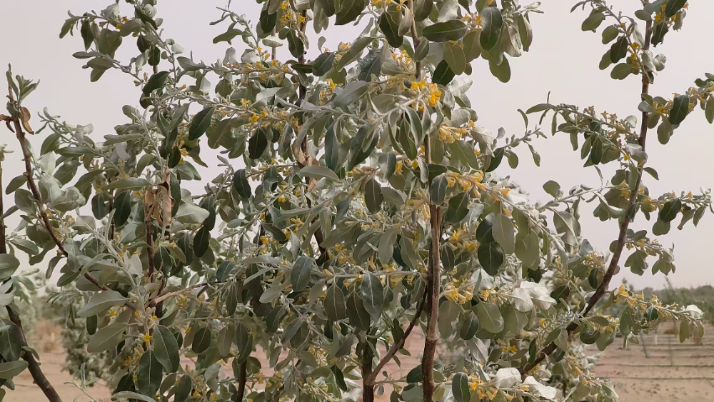 开花3.jpg