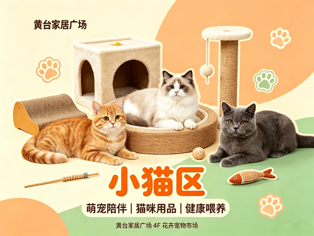 各种品种的小猫