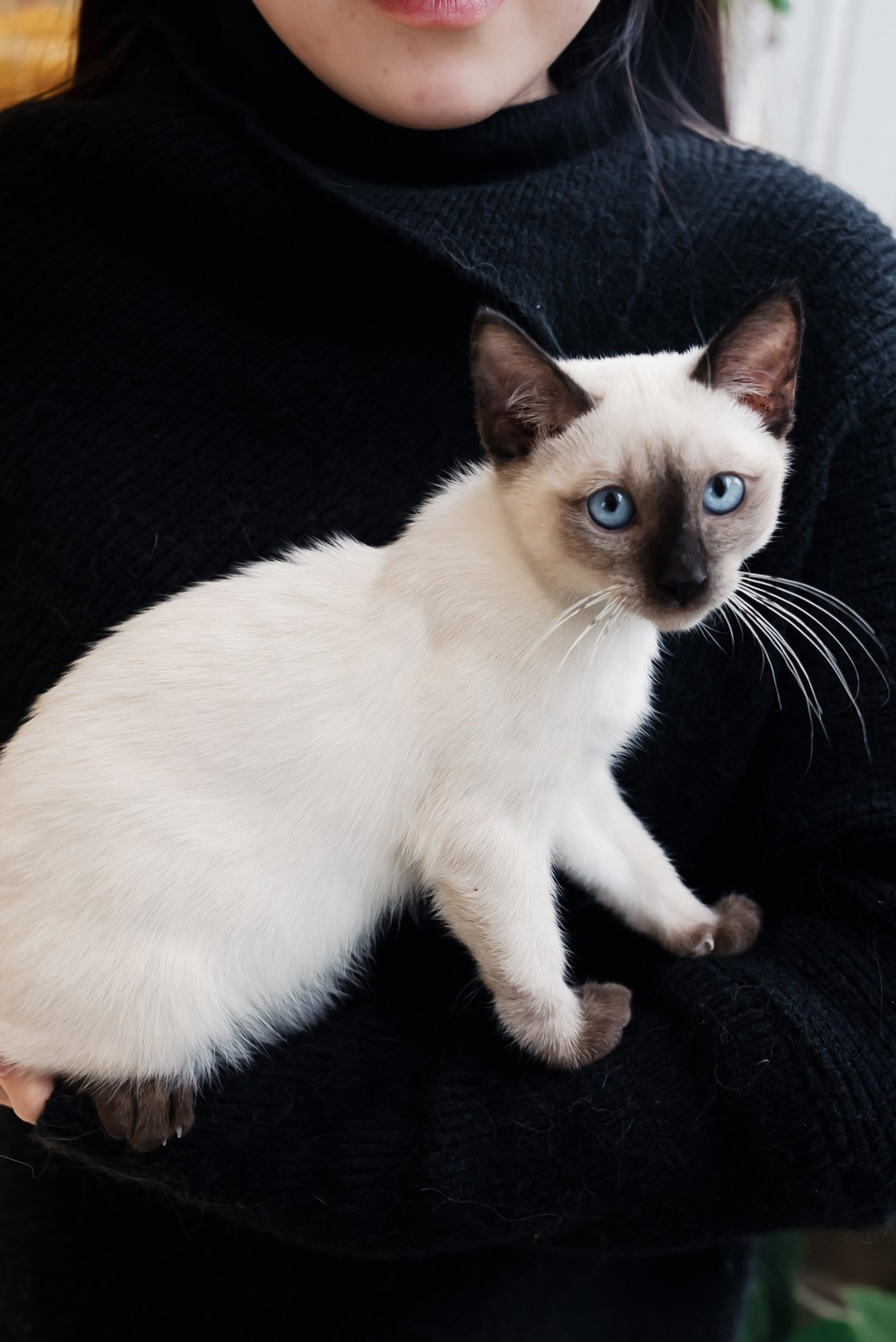 ���ݵ���è����ôѡ����Ѫͳ���������ۺ��רҵ�ɹ��ο�