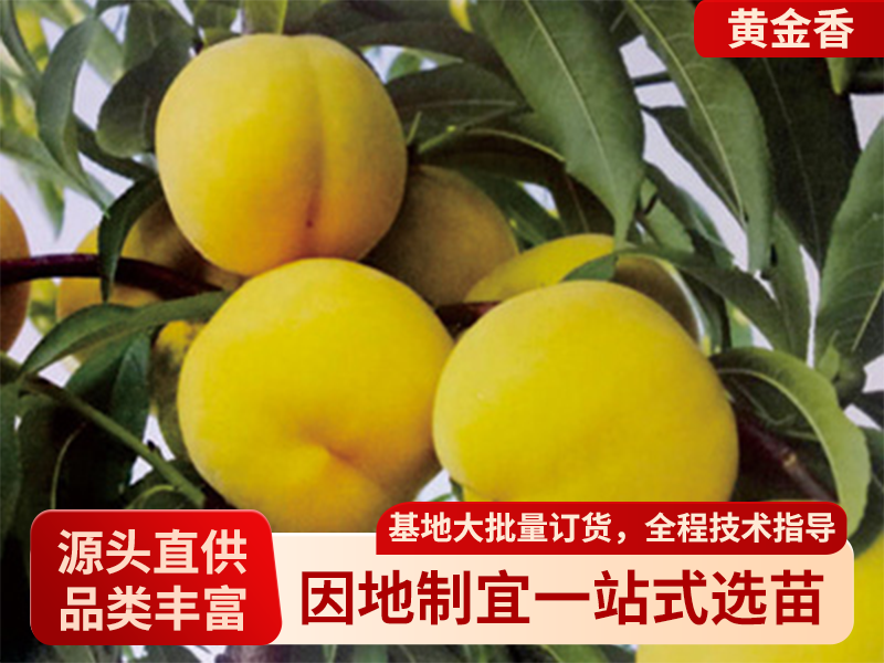 黄金香.png