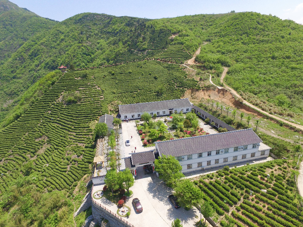 茶园鸟瞰图.jpg