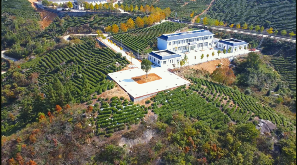 2026年优选：信阳毛尖红茶怎么选？认准这三点，好茶不踩坑