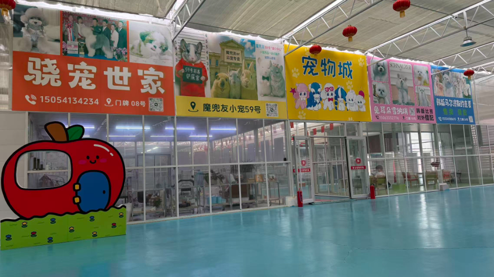 济南宠物门店选购指南：从源头批发市场到靠谱商家的实战参考