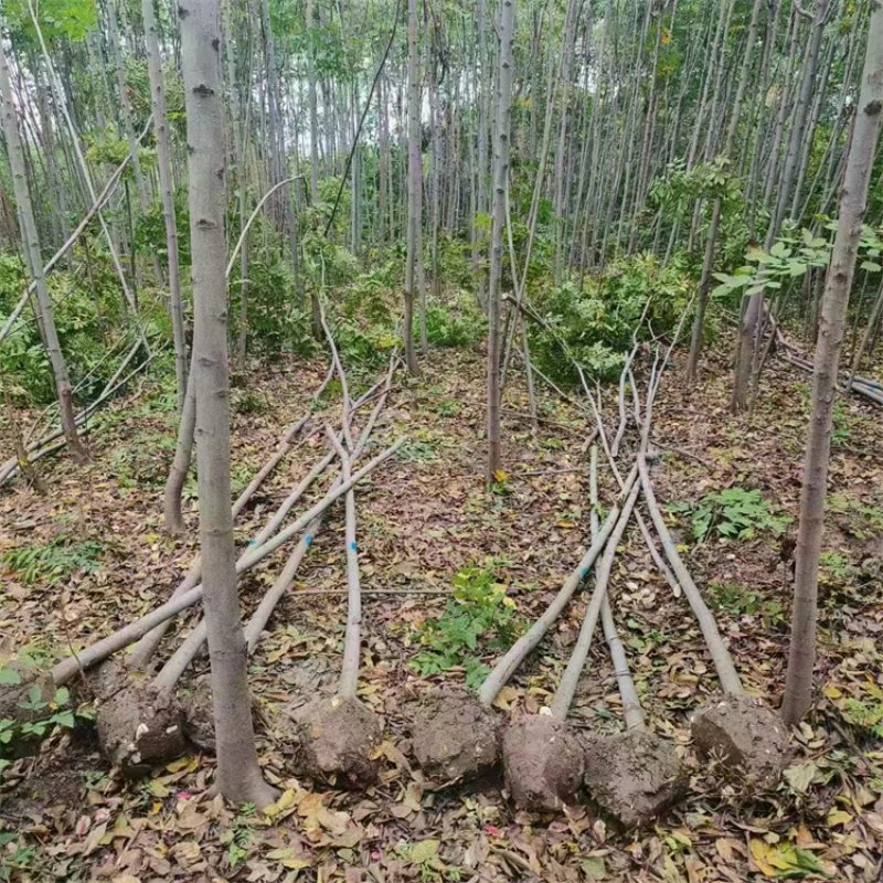 栾树苗.jpg