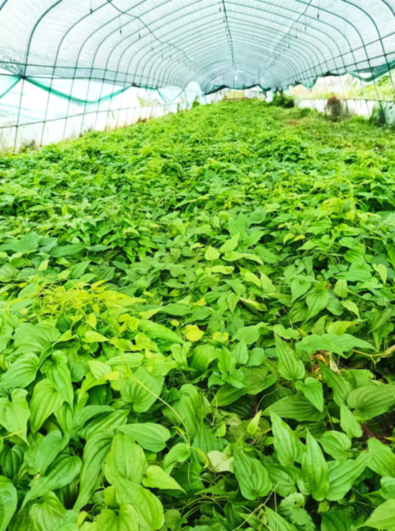 2026下半年重庆信誉好的草本种苗怎么选？这份选型与实...
