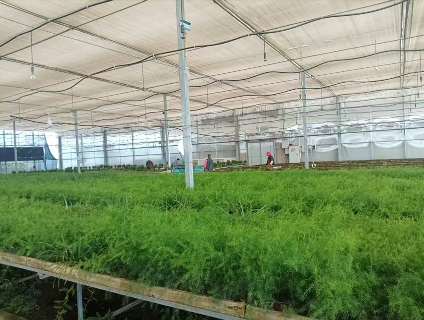 重庆种苗选哪家？这几个维度帮你判断什么才是好种苗