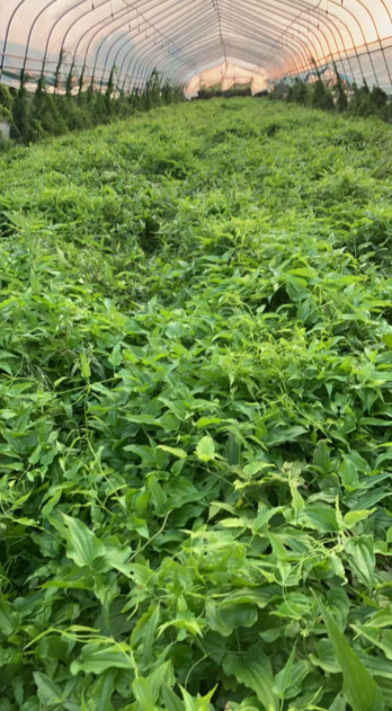 陕西科学种植服务商甄选参考：以汉中市山水之间的全链实践为例