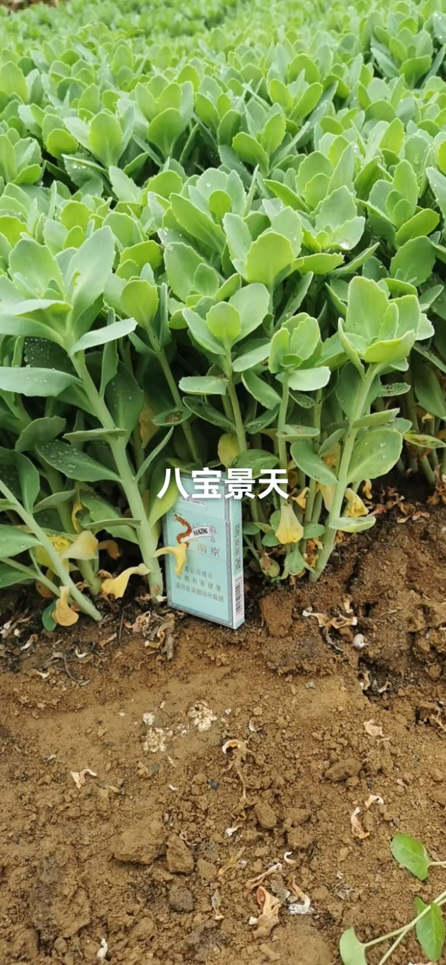 cd4bee20-709c-4d49-a17f-66e455512a57.jpg