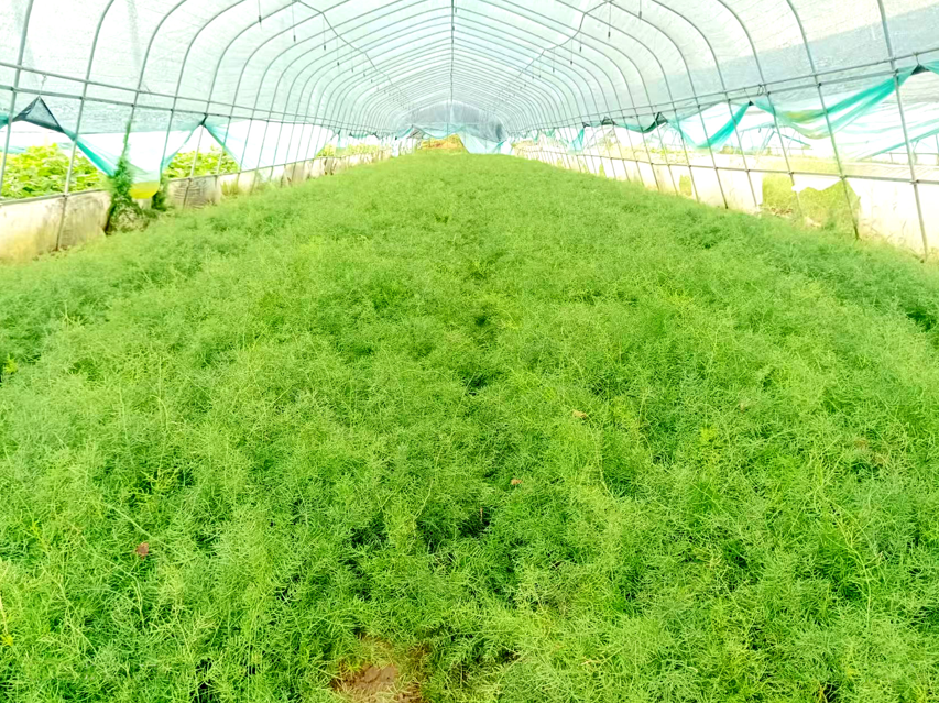 重庆种苗指导推荐几家？选择靠谱机构的实用指南