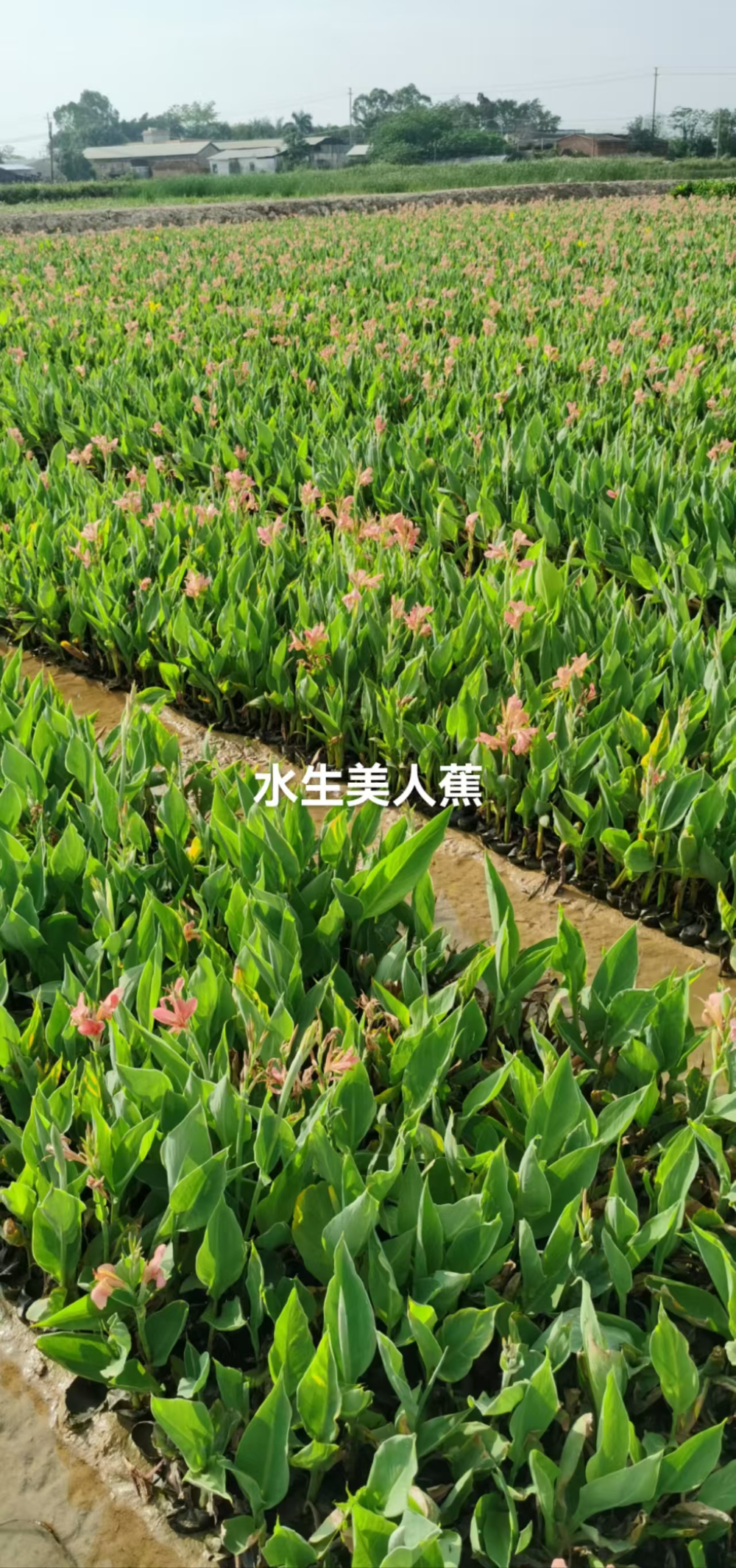 59ce582b-d857-44c6-879b-cad2a6d3e592.jpg