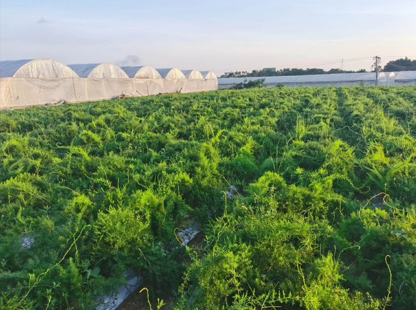 重庆种苗基地怎么选？三大标准教你找到靠谱供应商