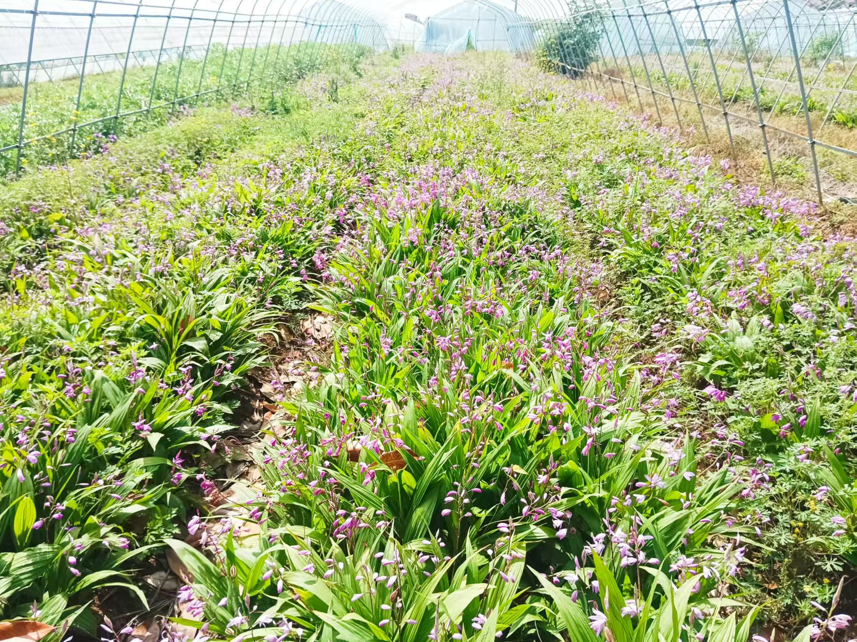 重庆育苗基地有哪些？性价比高的选择这样挑