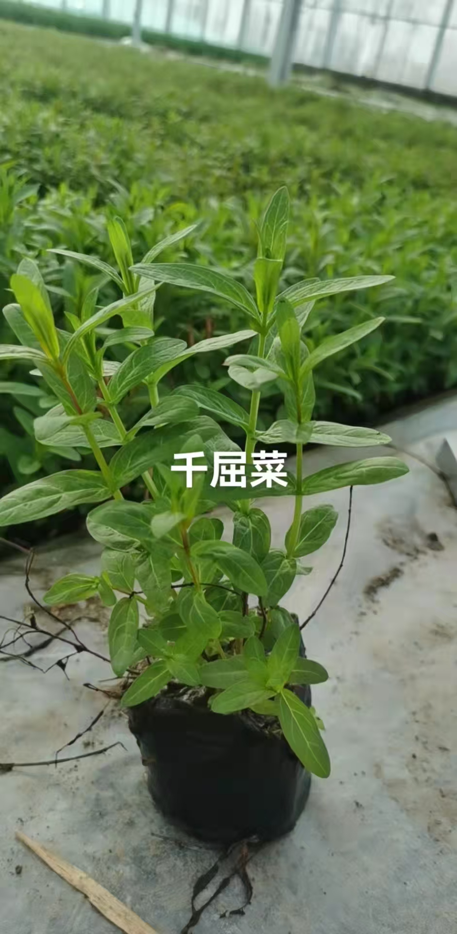 2026优选河北沉水植物批发商哪家好？深度剖析金鸿培育优势