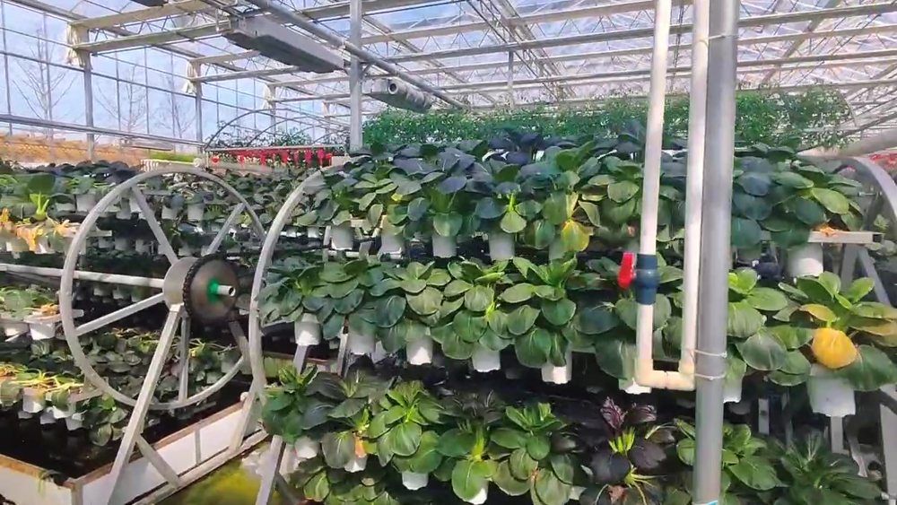 秦皇岛站草莓无土栽培 - 厂家
