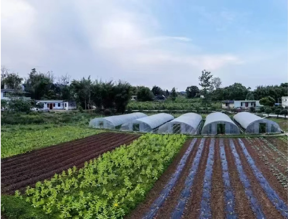 宜宾特色采摘观光园怎么选？考量因素助你避开选择误区