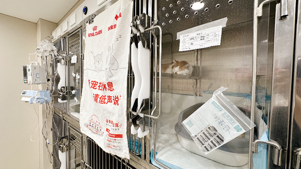 41二楼猫住院部笼位.JPG