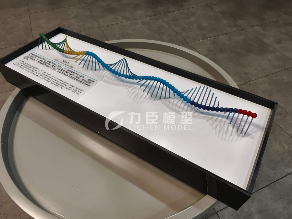 RNA分子模型.jpg