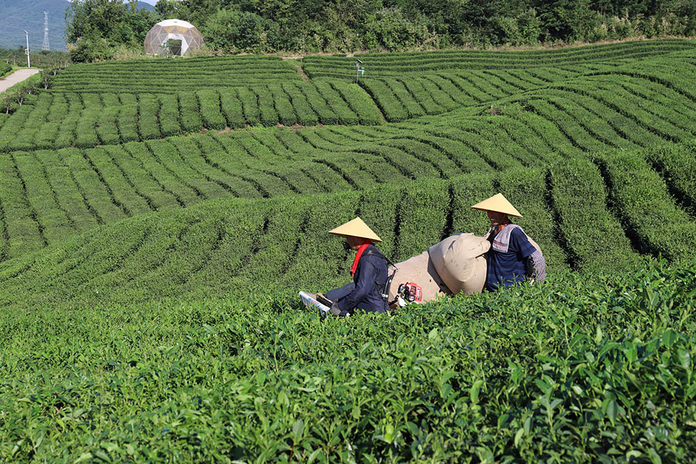 2026下半年江苏靠谱的花茶优质厂家怎么选？四大场景拆...