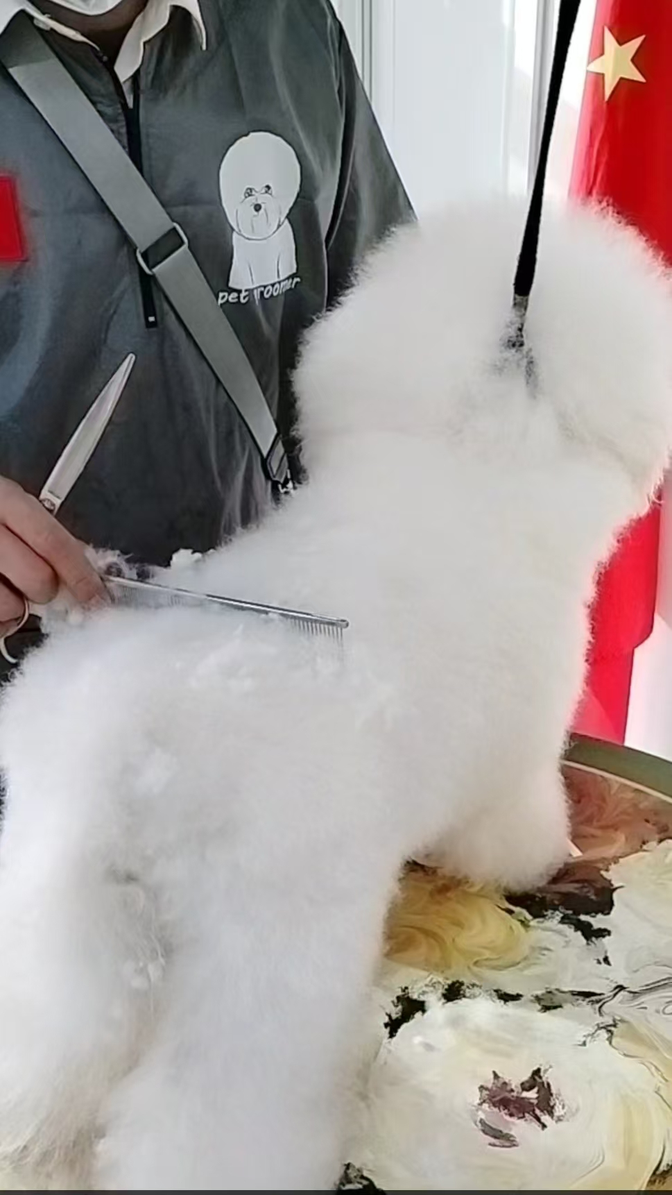 宠物美容培训在张家口：一线从业者选校，看这五个关键维度